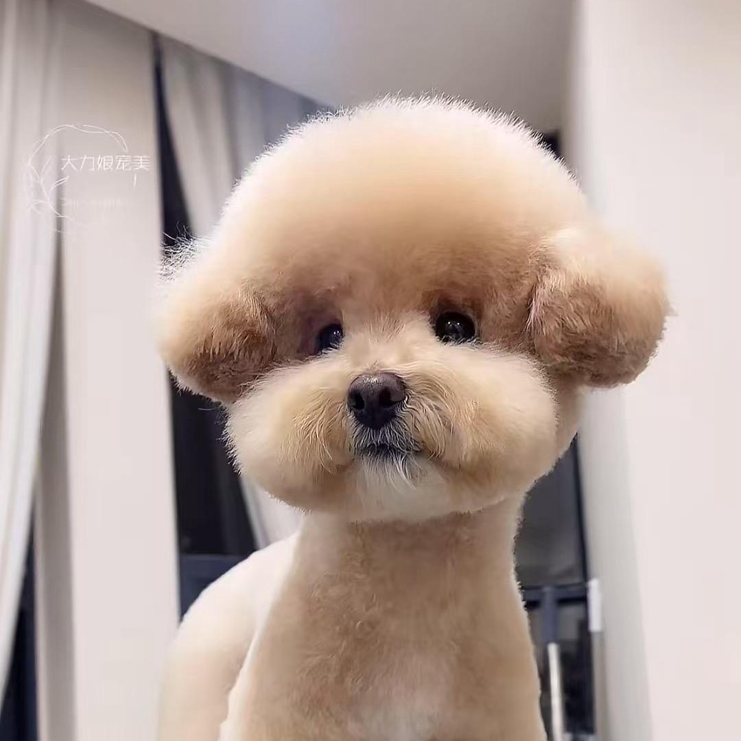 亮子说狗🐶