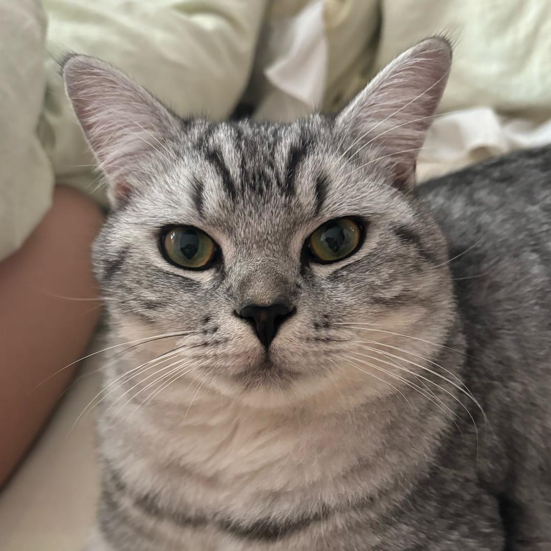 芝麻糊