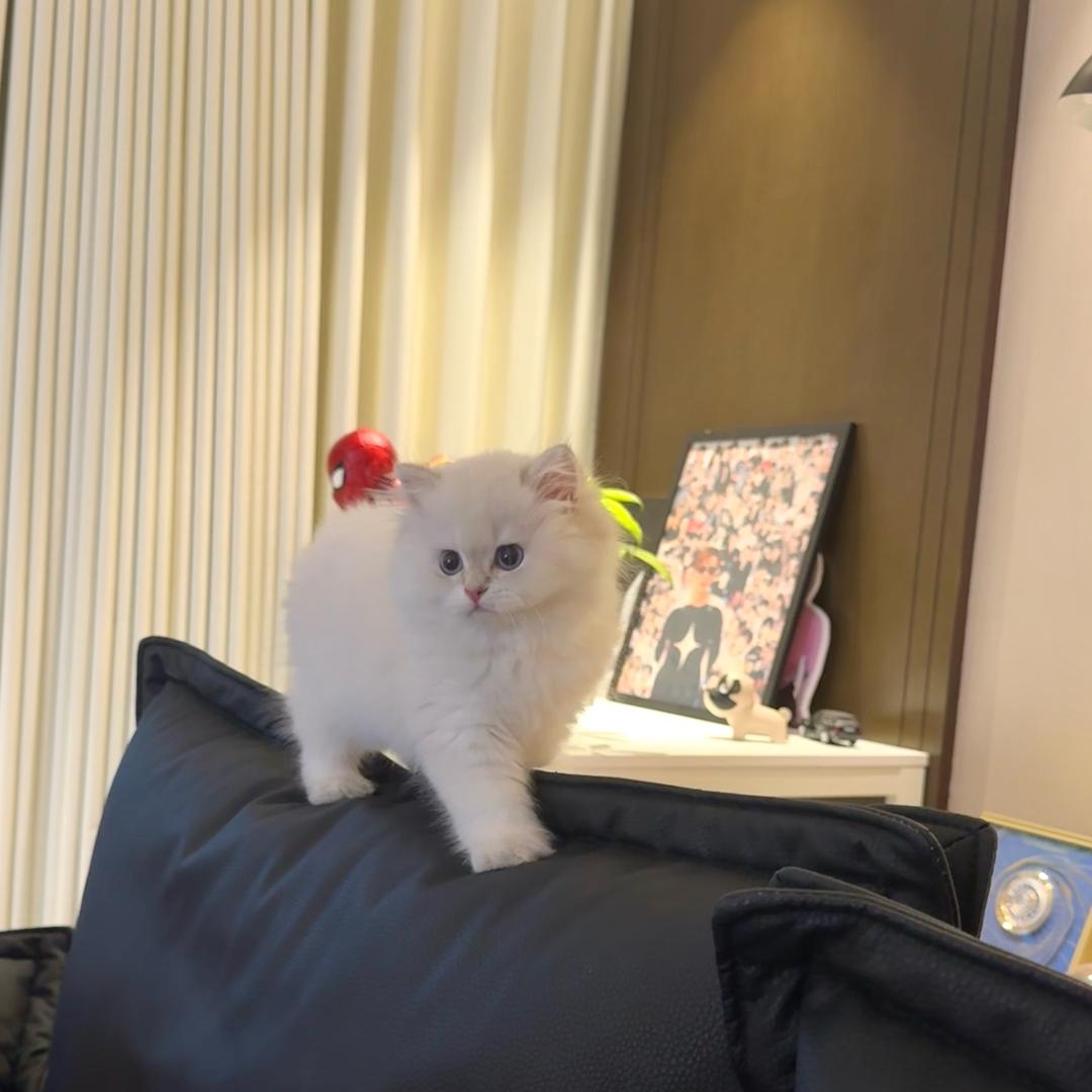oK张✨