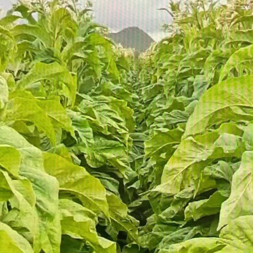 小杨  农业种植