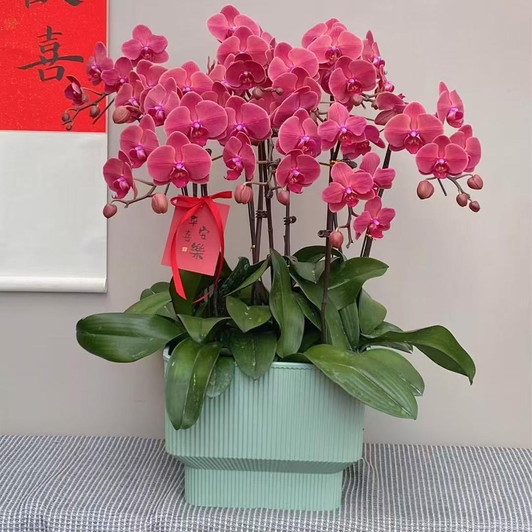 吃掉鲨鱼
