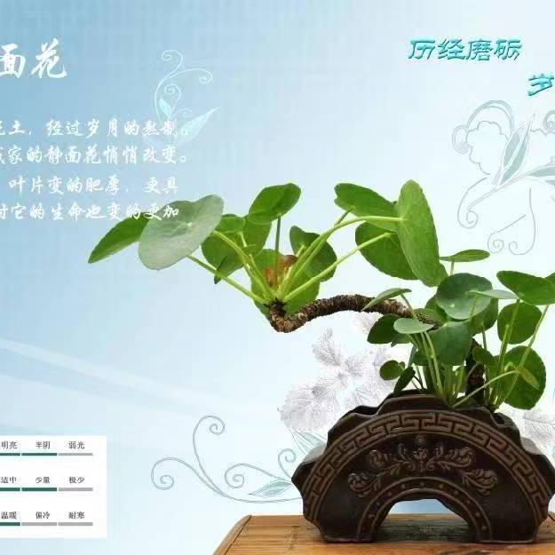 子兰石上盆栽