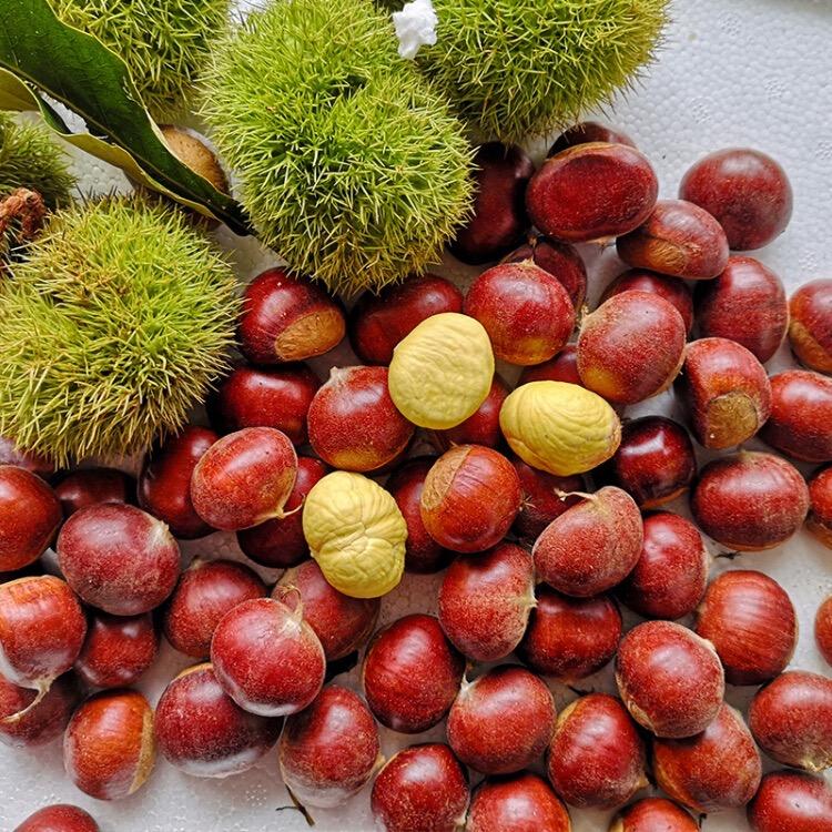 板栗熟了🌰