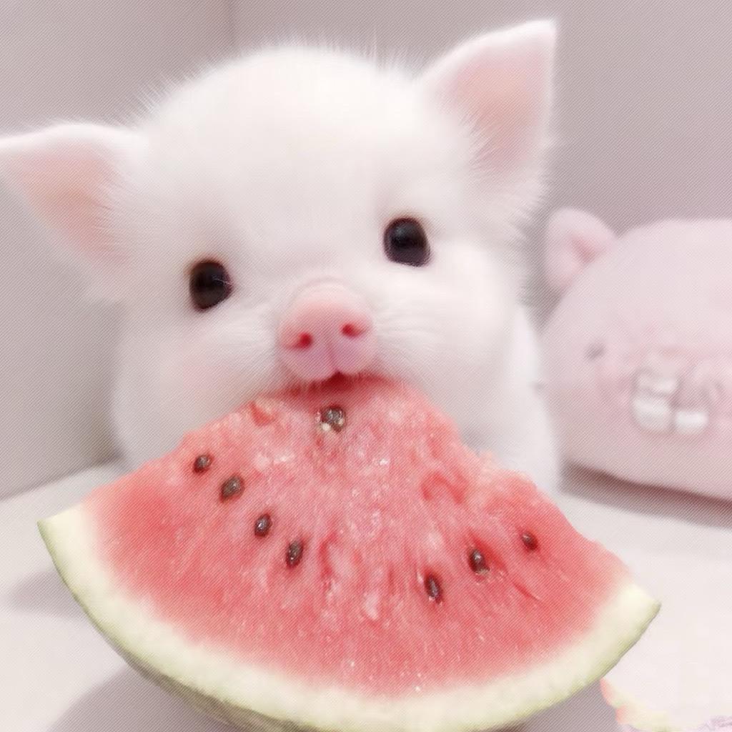 🐽