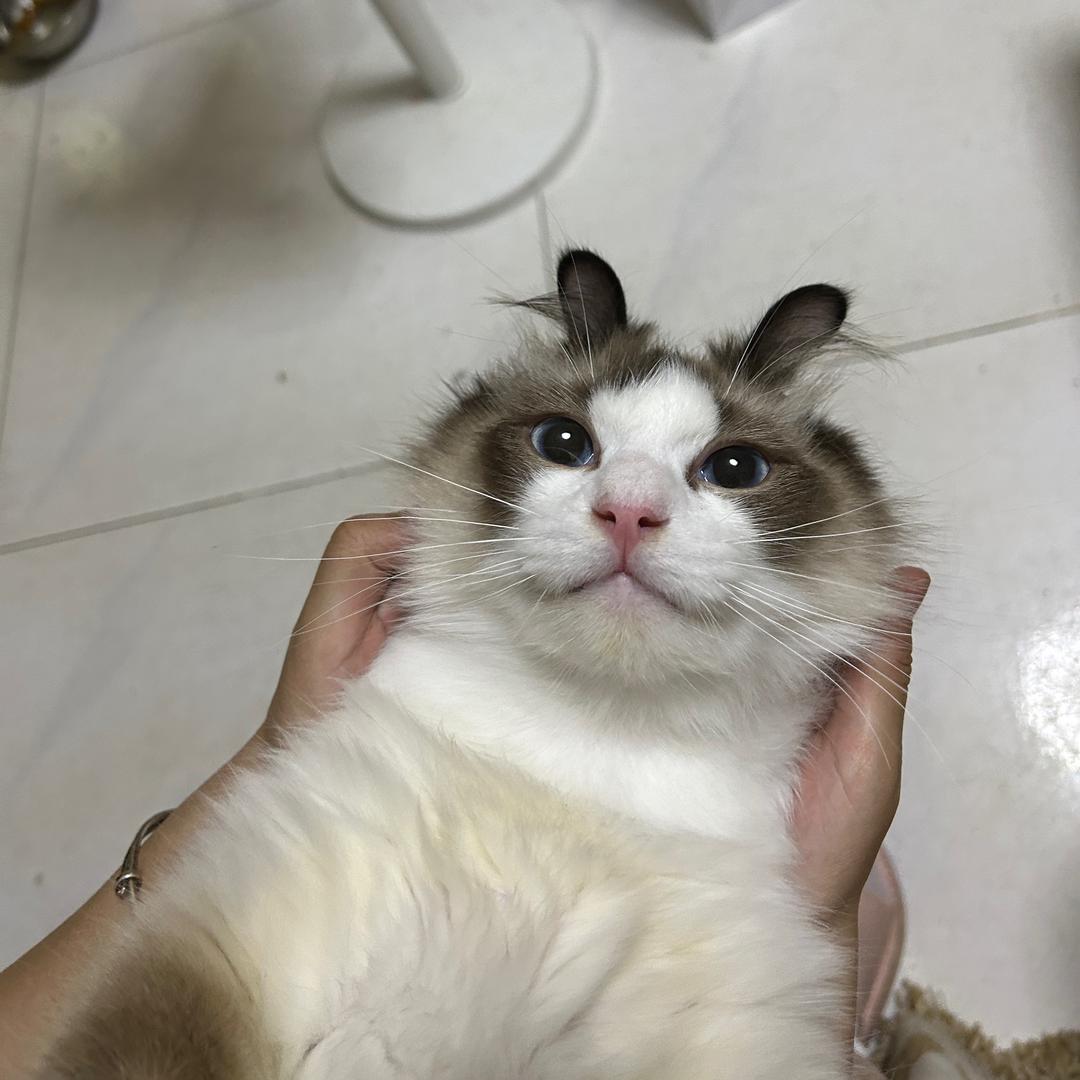 猫十三
