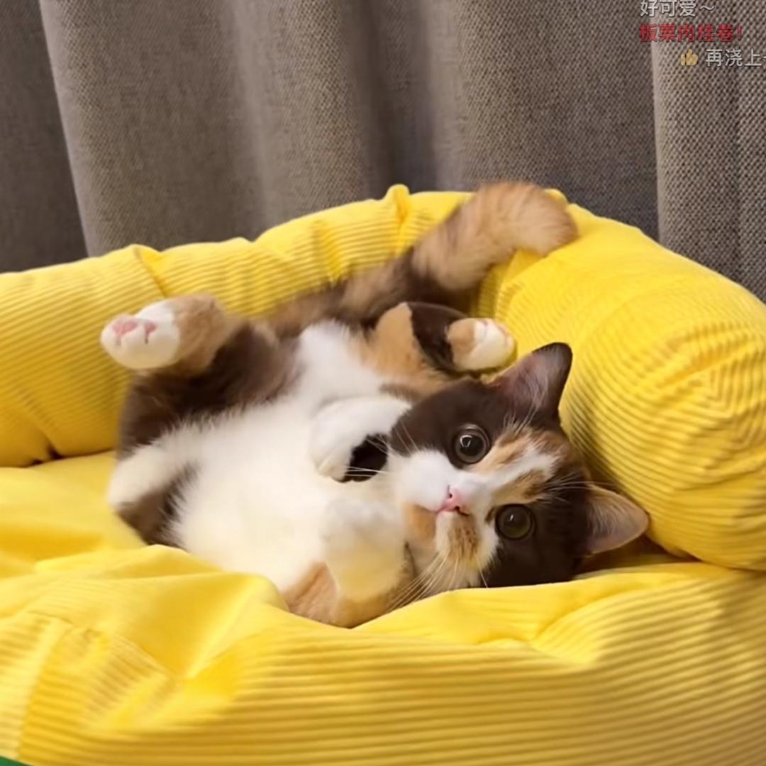 箱子不是猫爬架