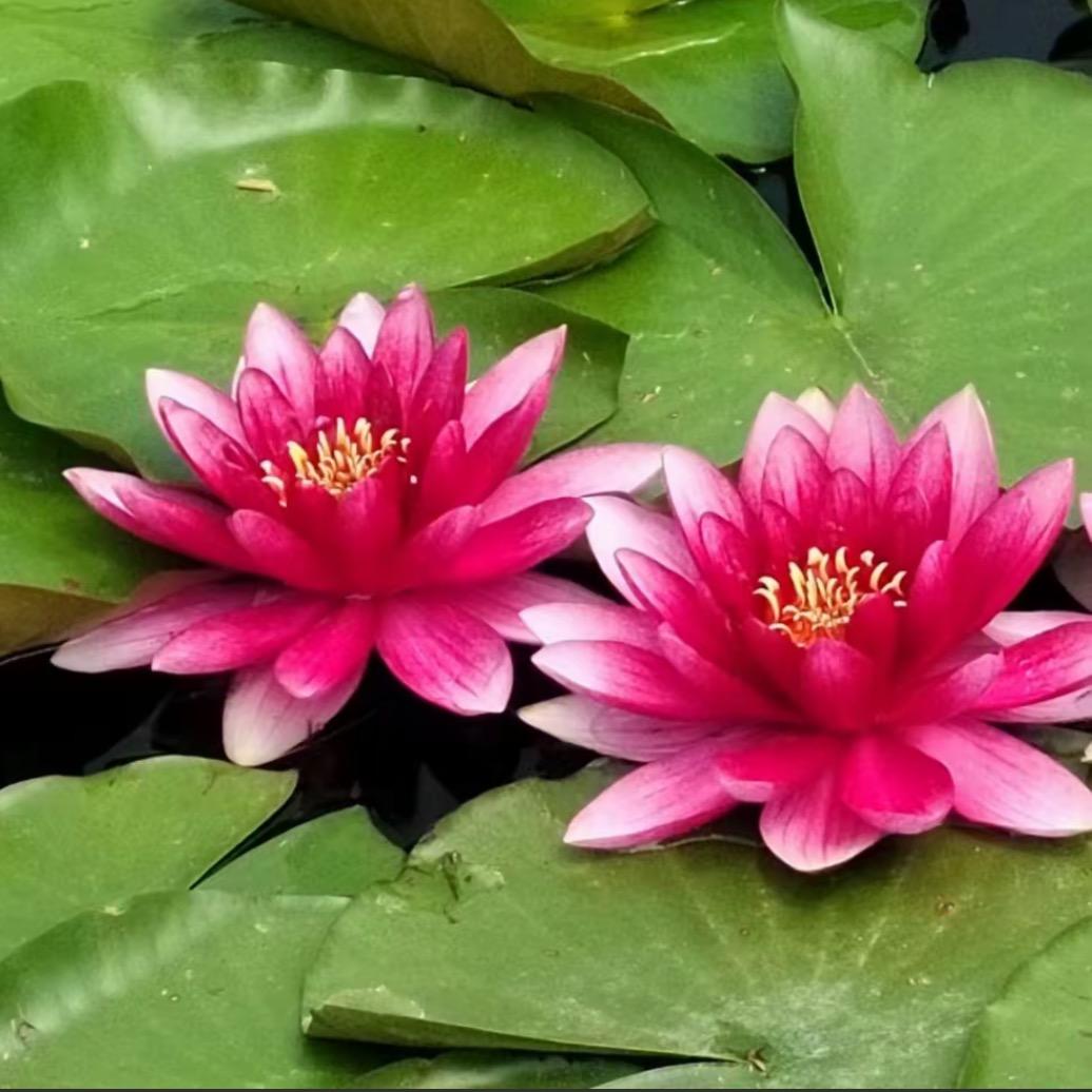 永琪园艺