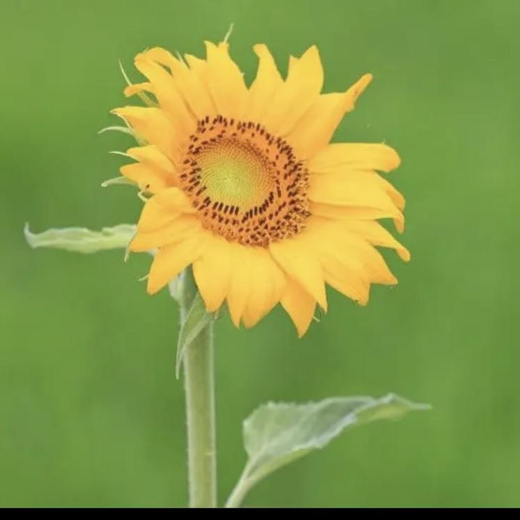 卉花严选