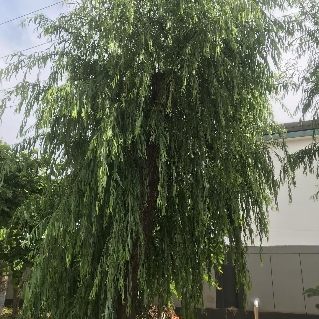 市理上锑贸直播6号