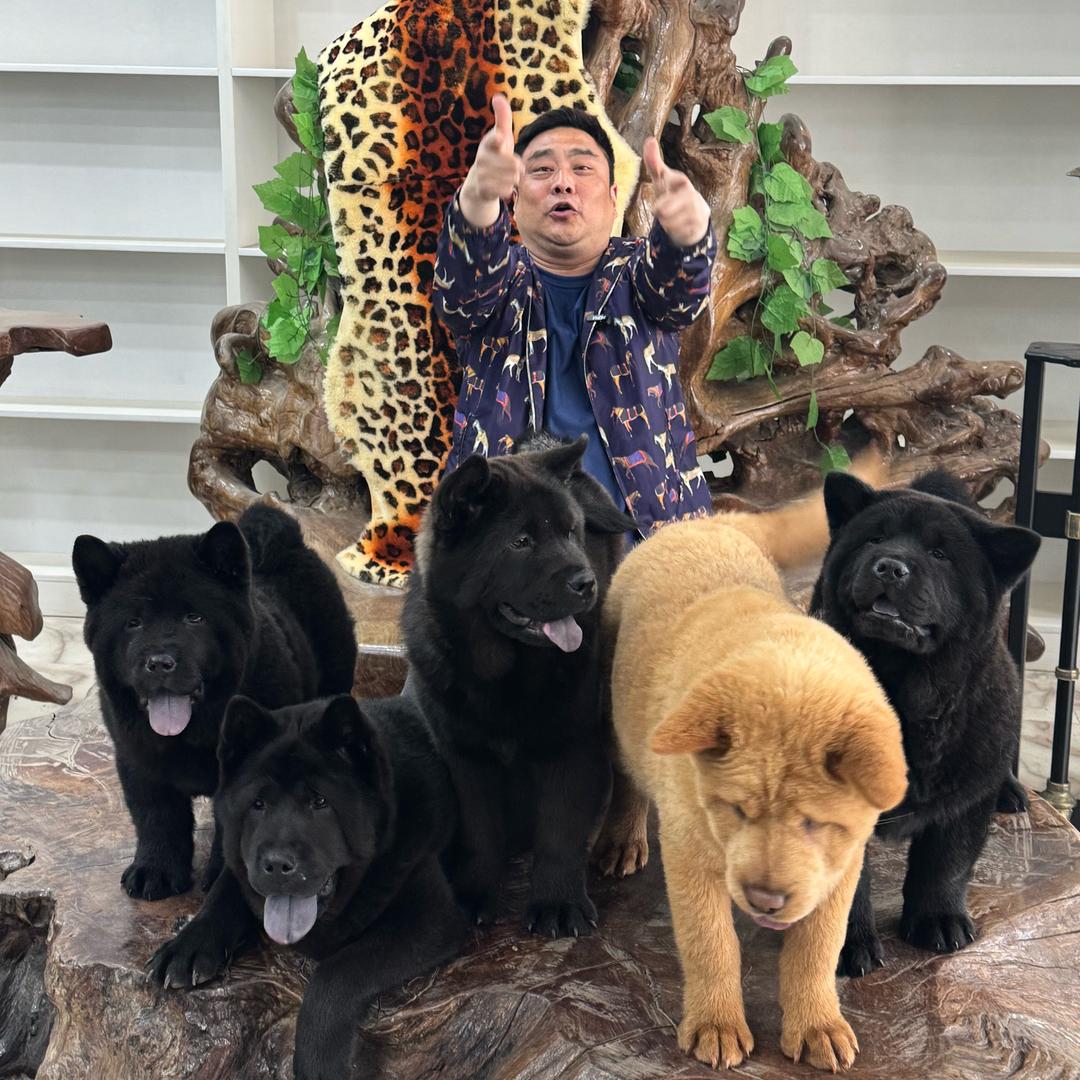 肥佬苏北犬业