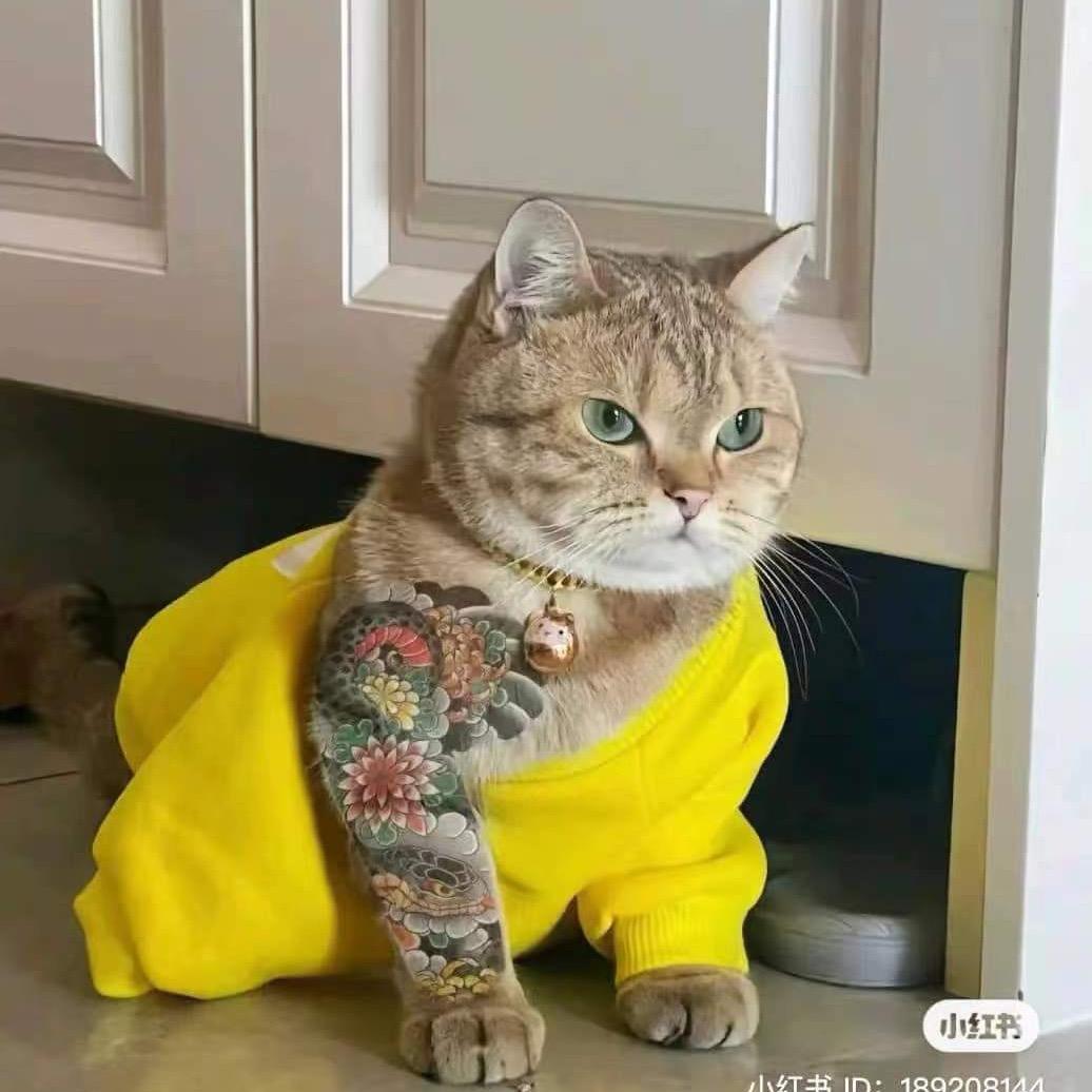 猫老大