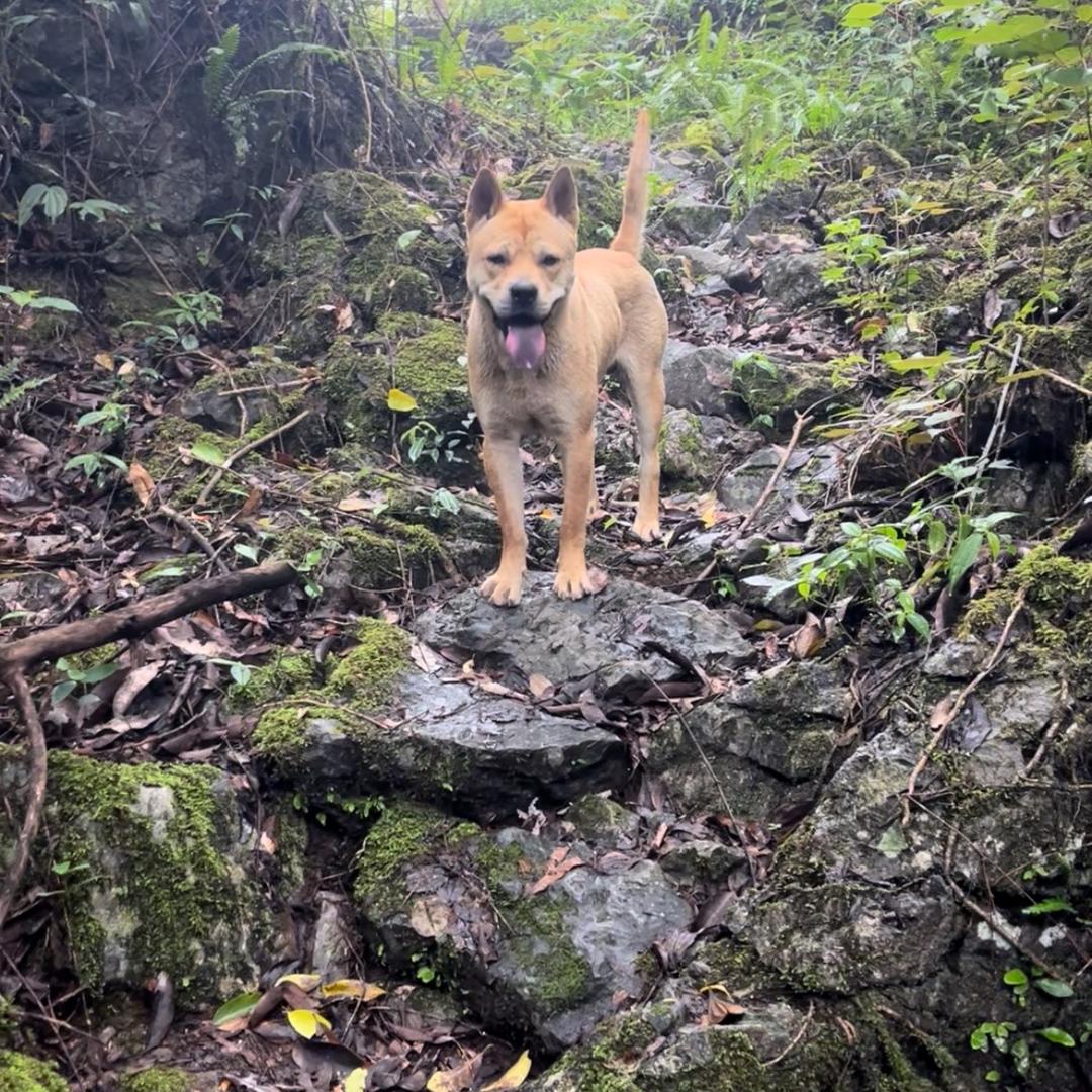 只丸实战的小哥