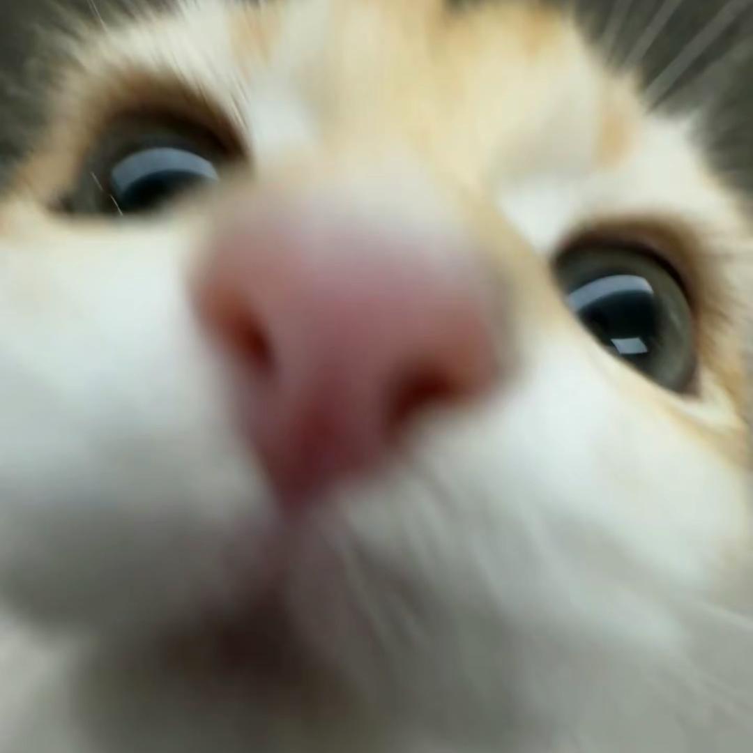 敲可里耐