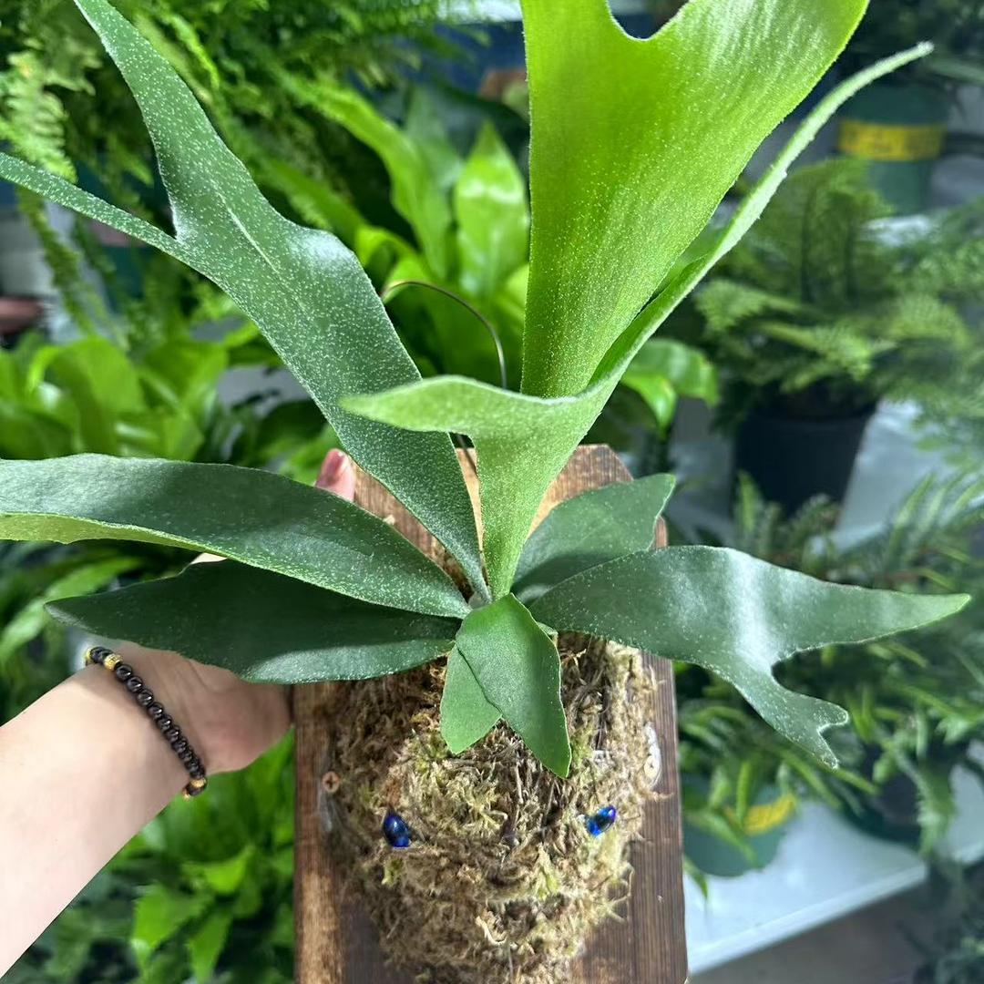 花之悦绿植