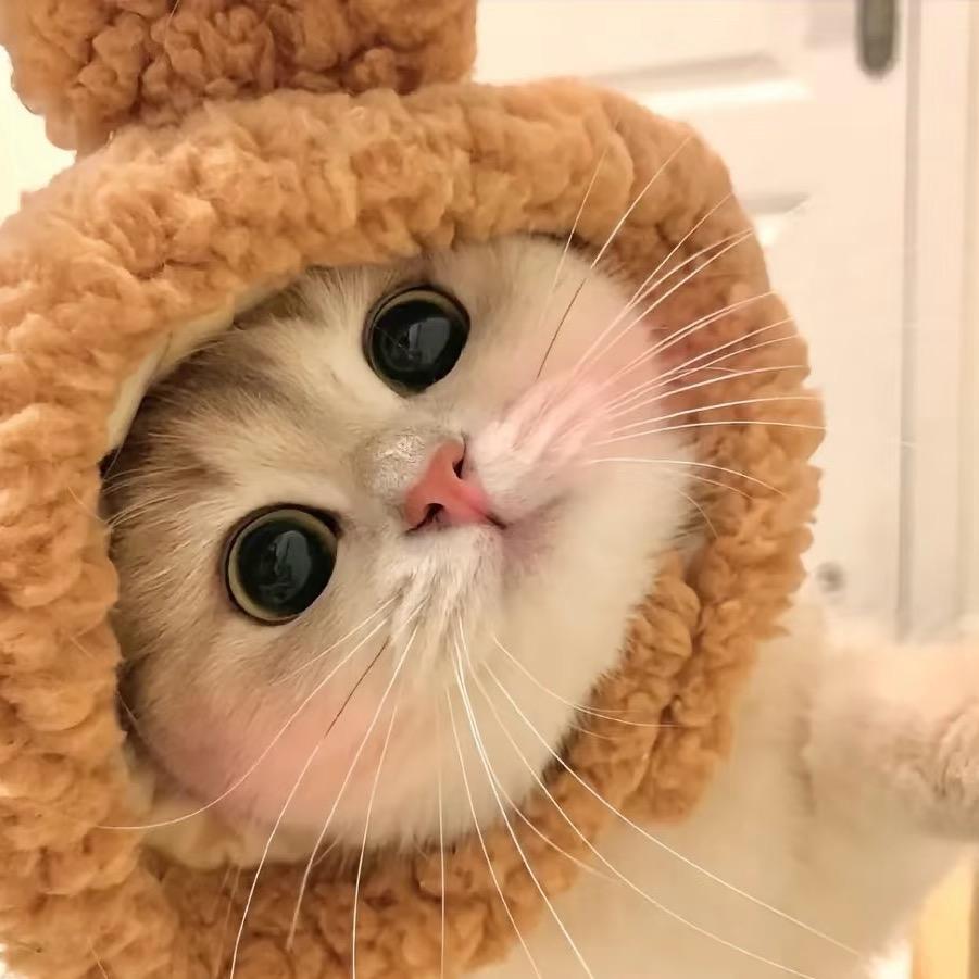 晶晶吃不饱🧚‍♀️