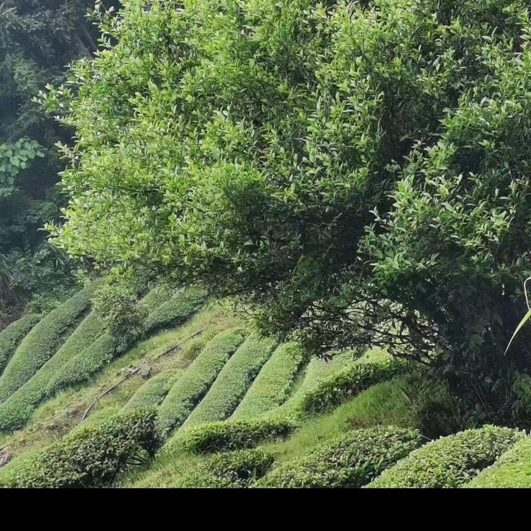 一心一意