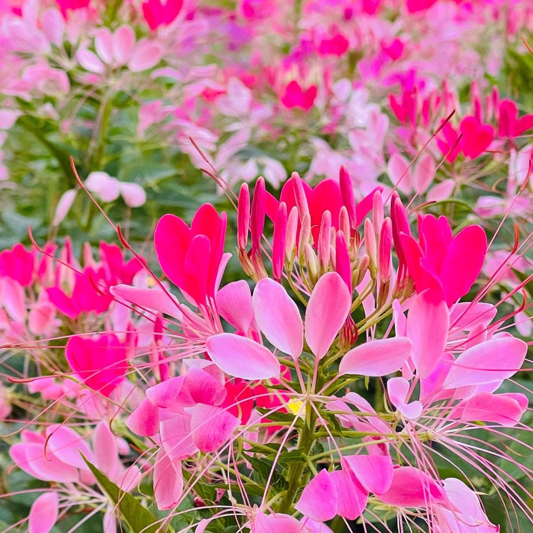 蜡笔小丸子