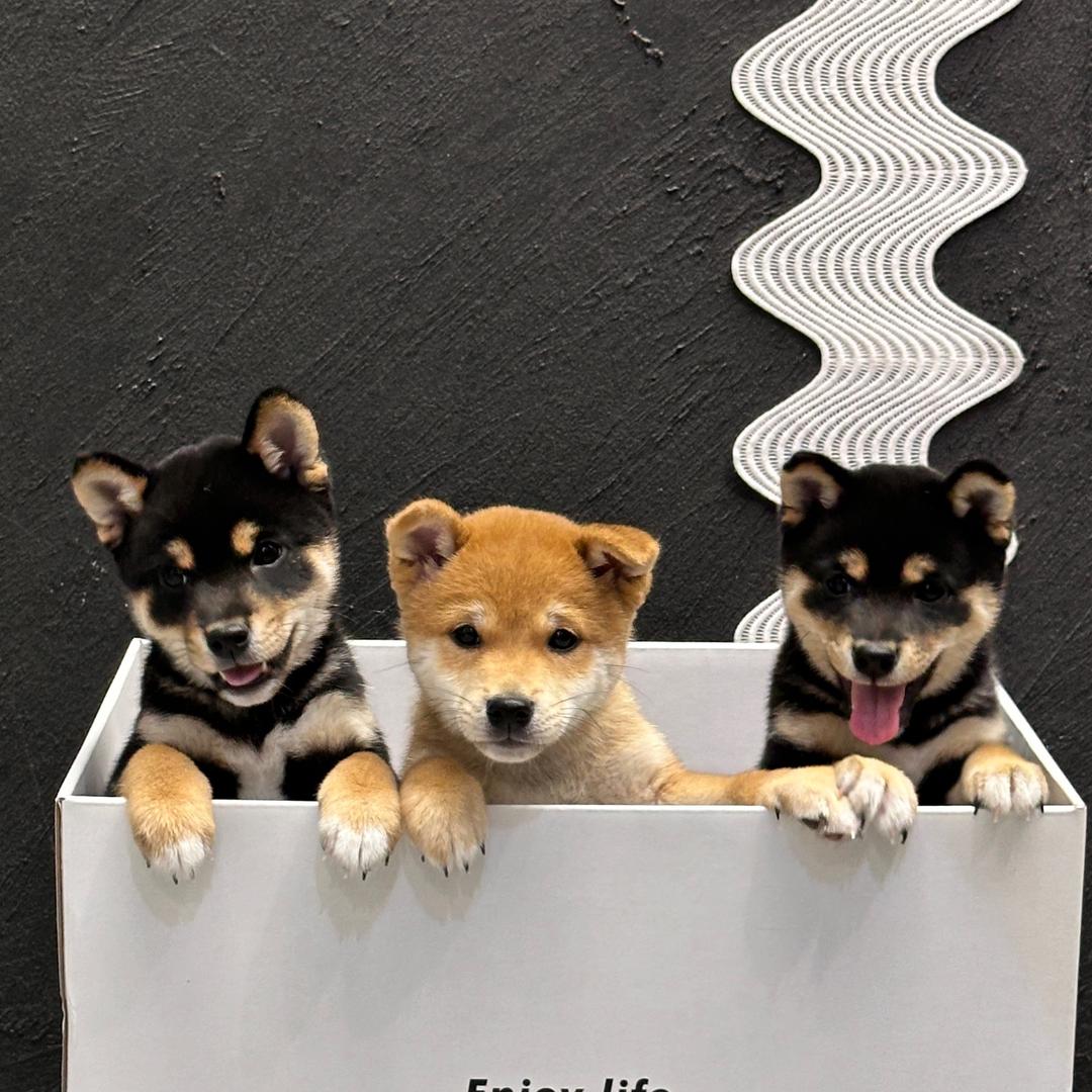 人柴两旺🦮🐕‍🦺