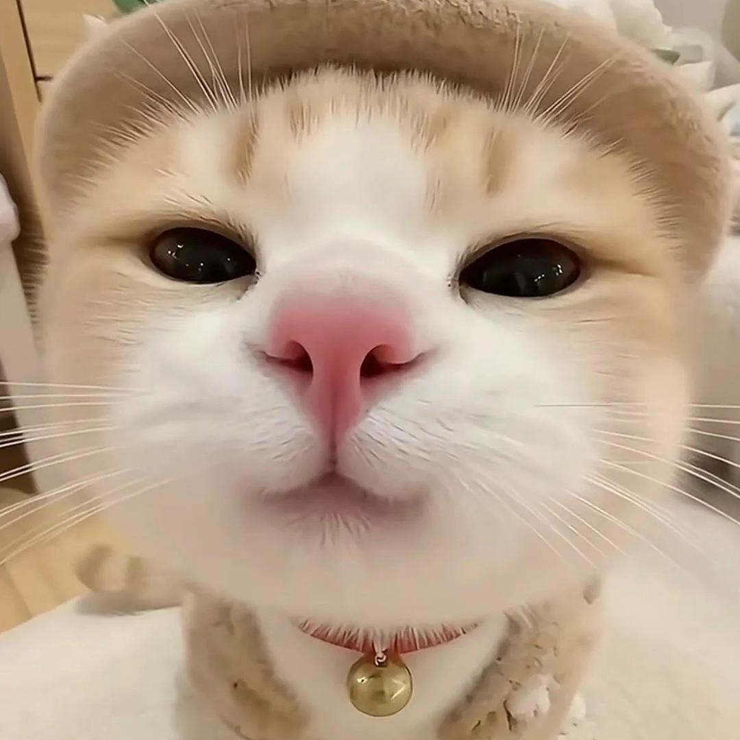 ❄️ 安 亦 ❄️