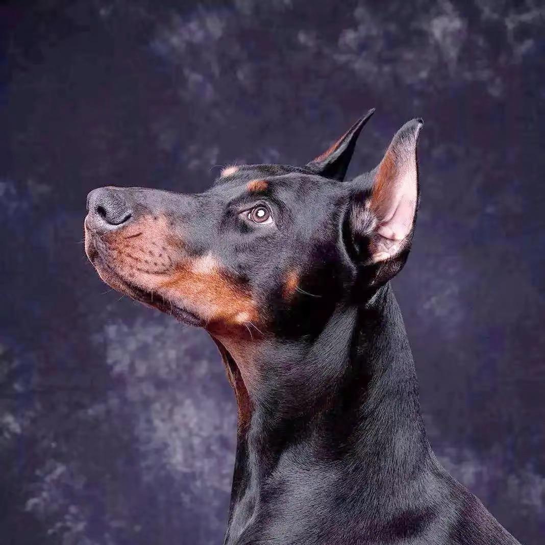 猛犬裁耳—大兵