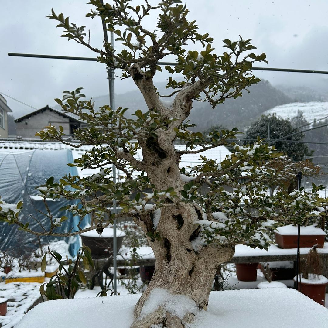 依依盆景