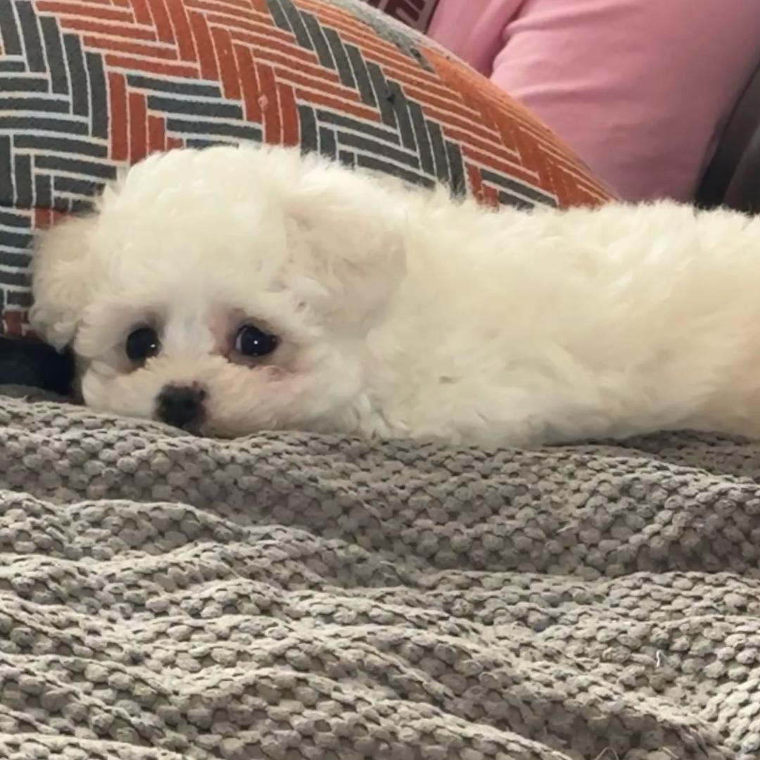 泡泡是只狗子