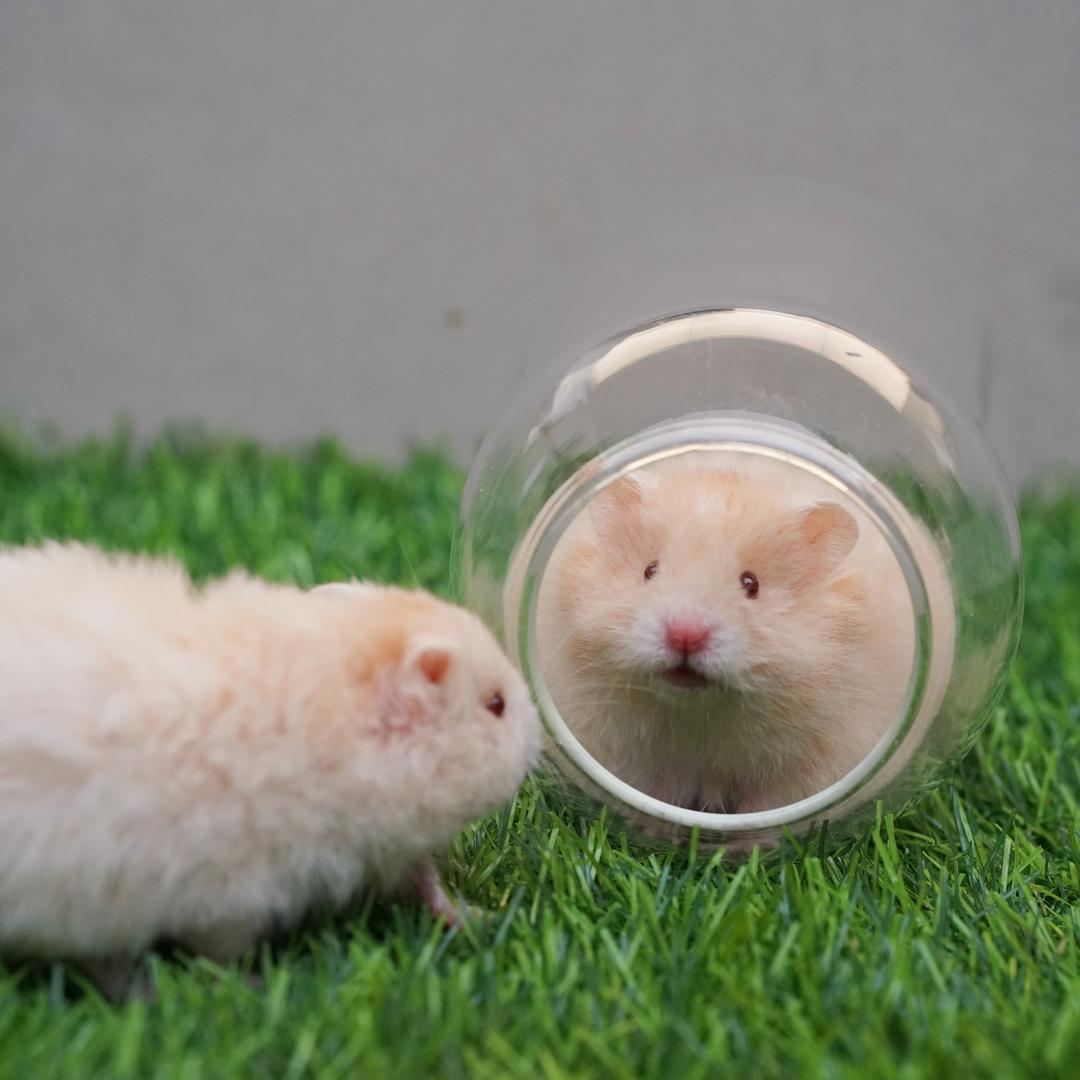 蘑菇熊HamsterTribe