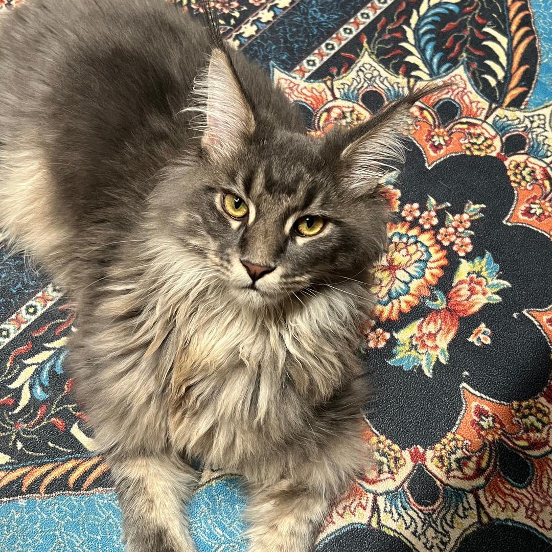 猫和猫和猫