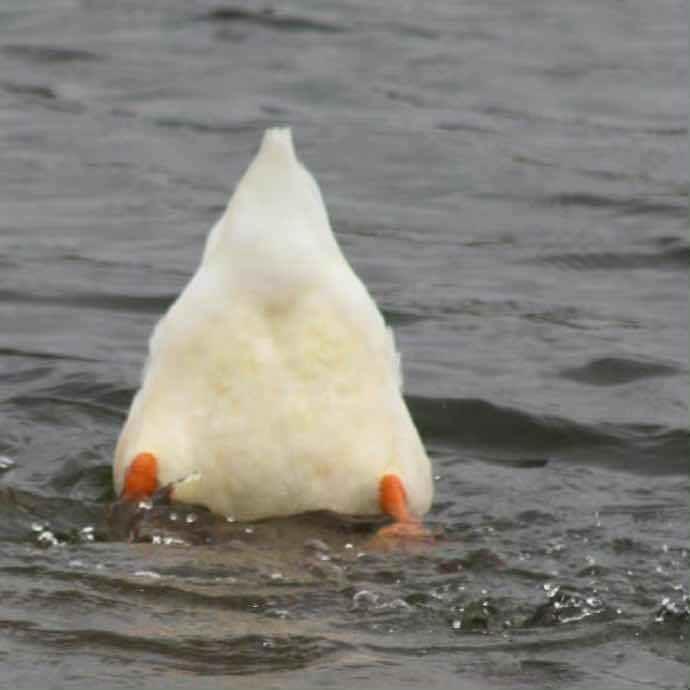 喵十一的下饭日记