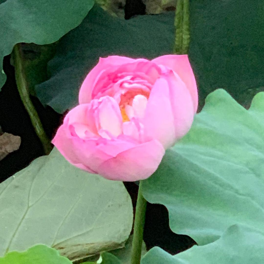 枫叶🍁🍁,💎，🐮，