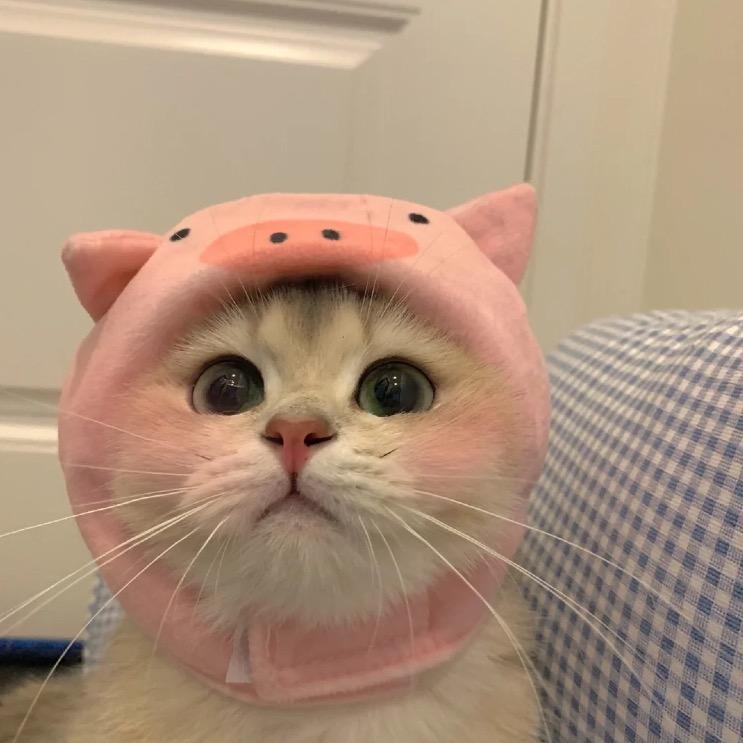 ^O^年轮树农资