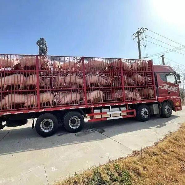 常年全国收猪