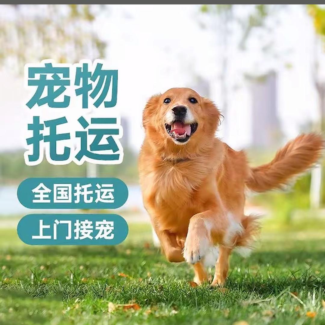 岑溪店《彬妹宠物托运》