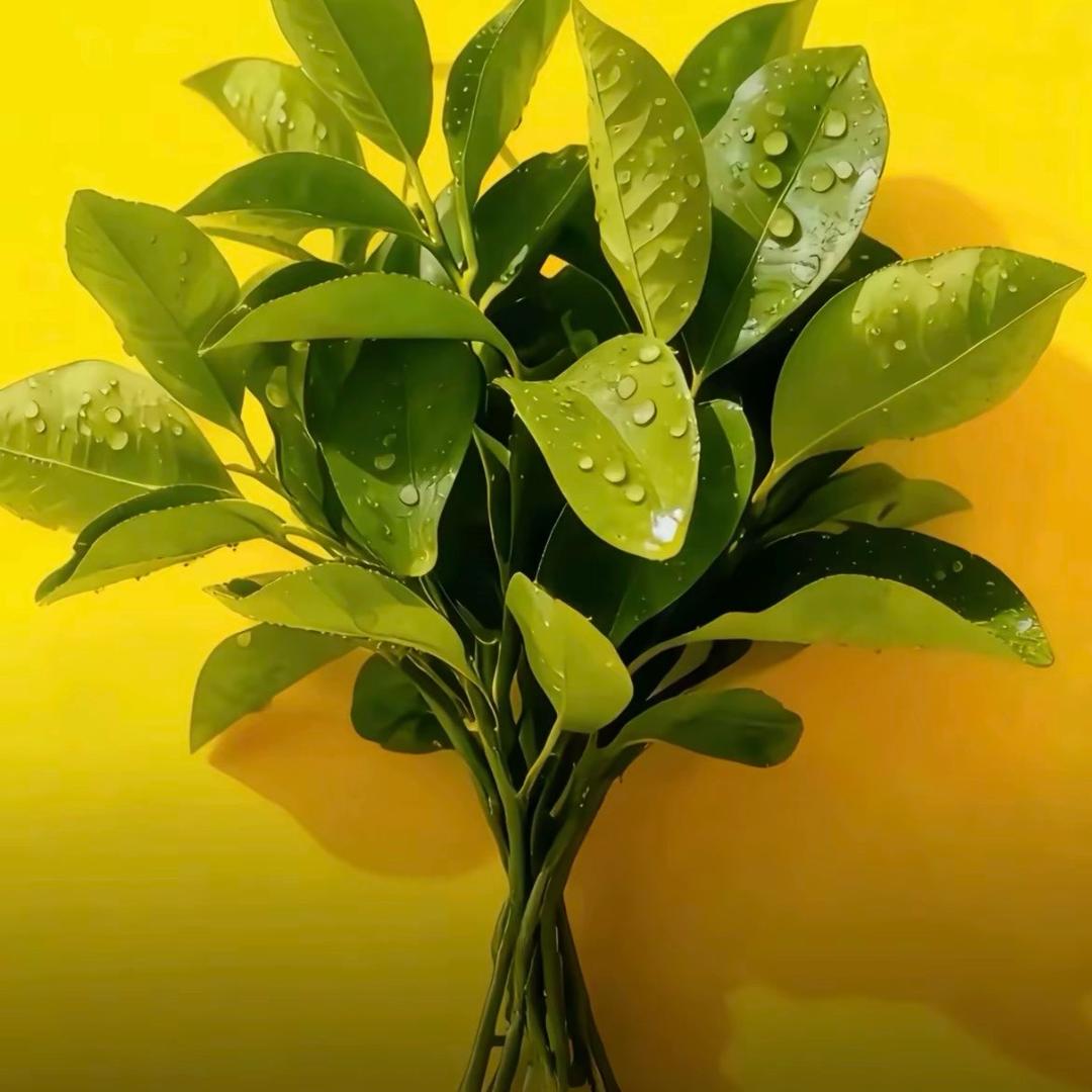 京东家电～叶子🍃