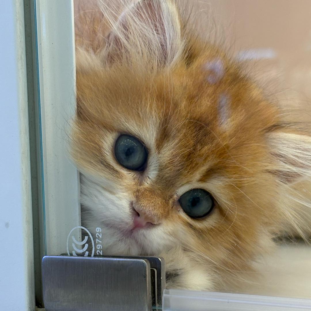 ღ້໌满满金₍˄·͈༝·͈˄*₎◞