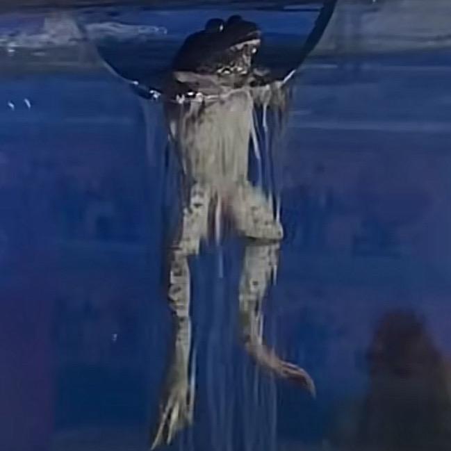 大熊