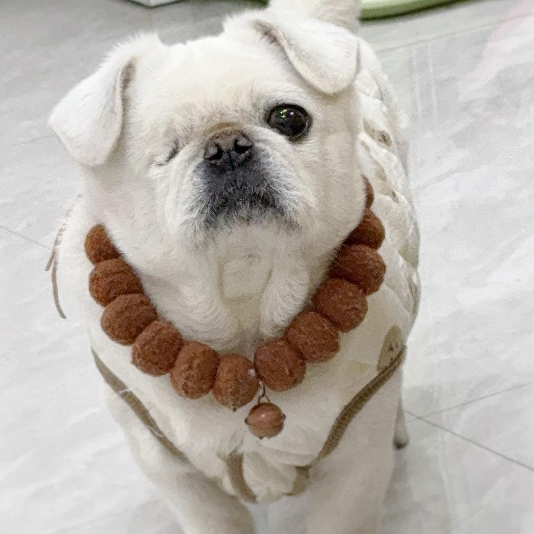 加勒比🐶菲哥