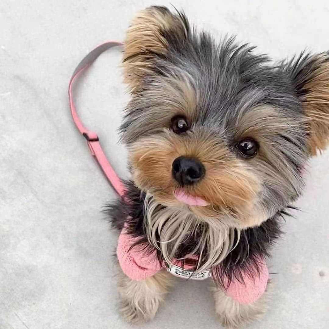 洪洞粗茶犬舍