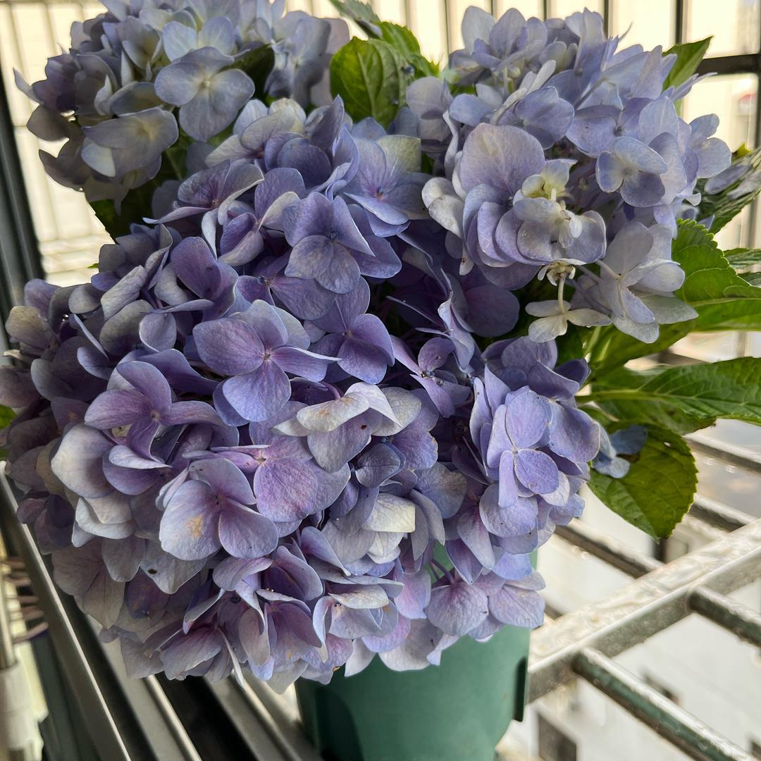 二中饭搭芷