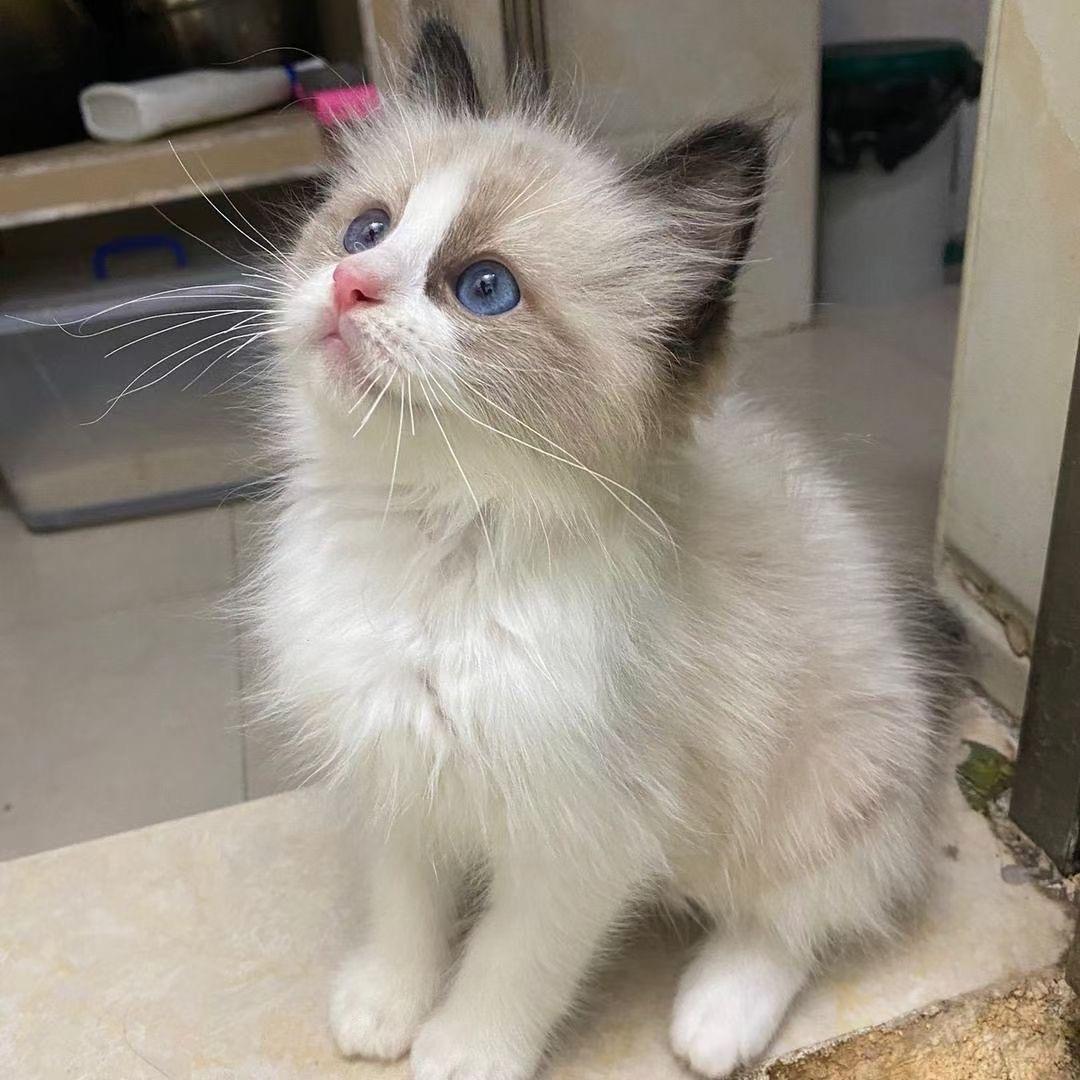 南宁猫咪领养中心