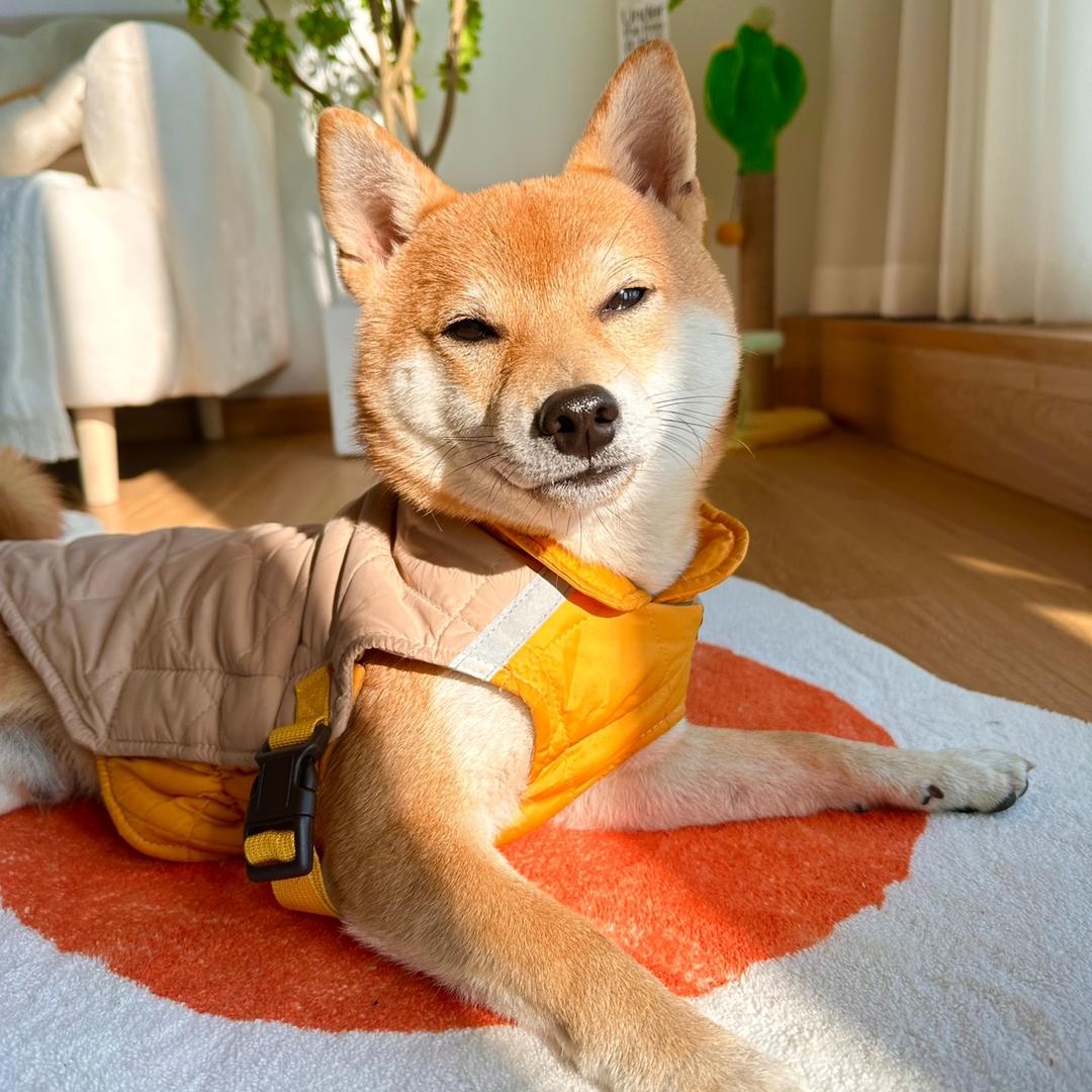 比特宠物用品工厂店