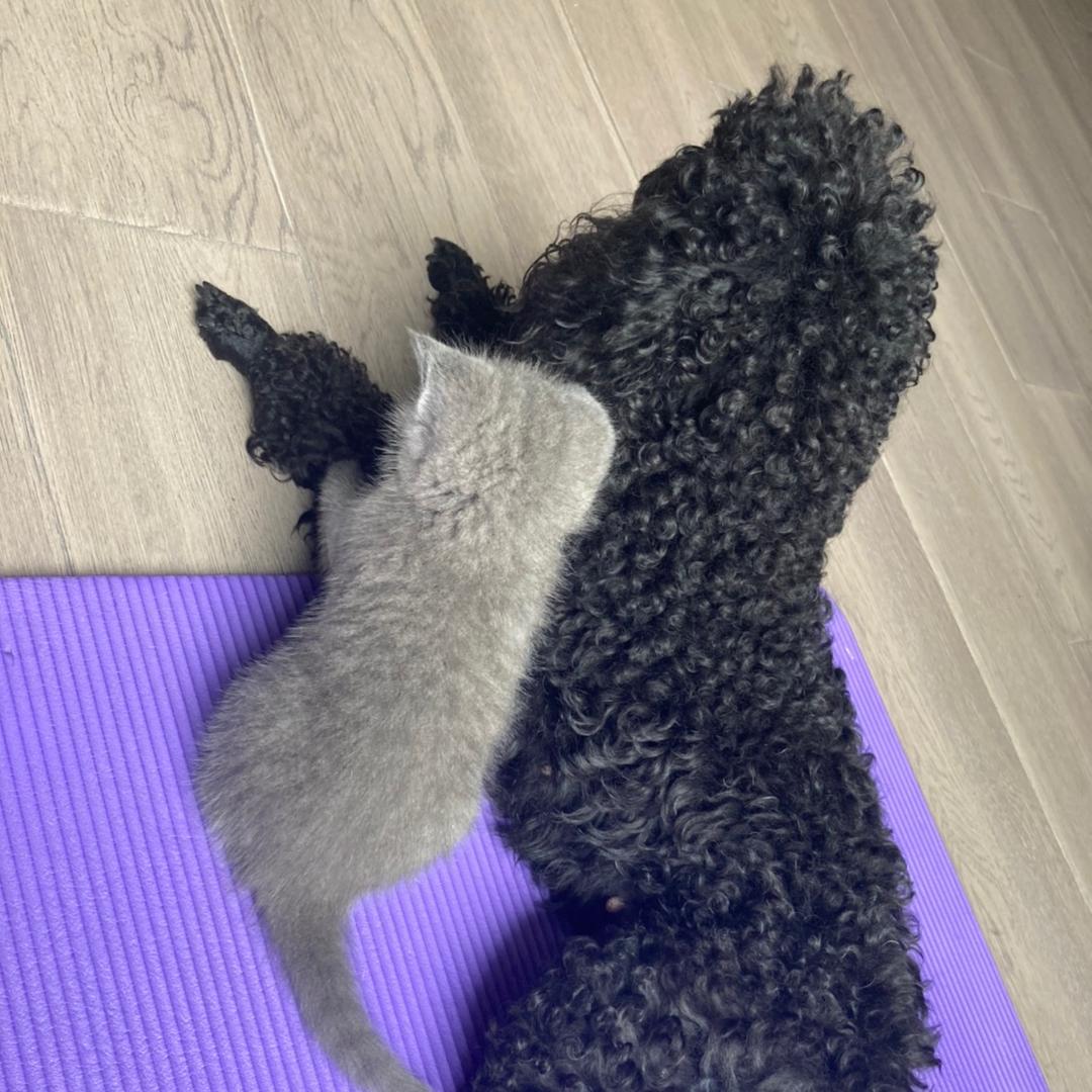 ♐🐱🐶之家