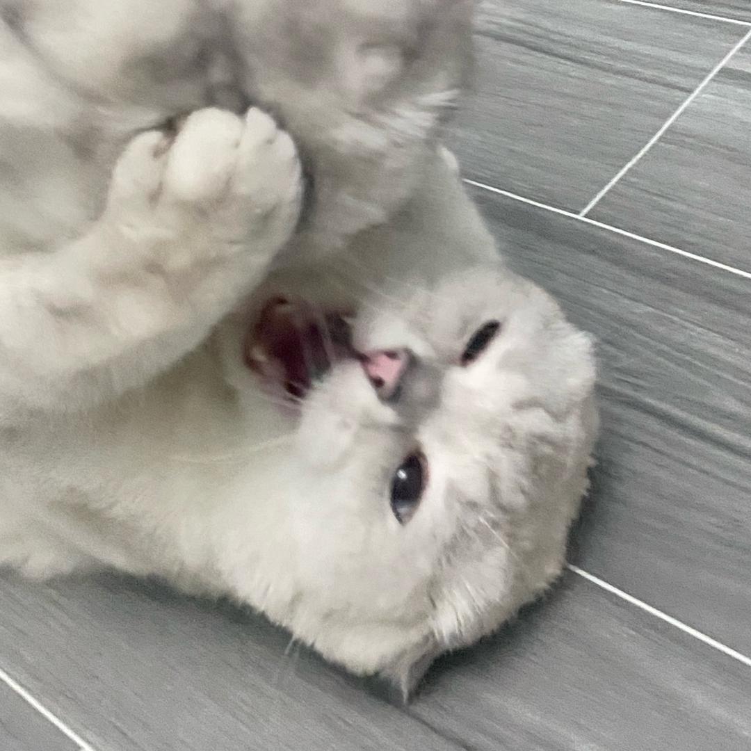 .爱媛果冻橙