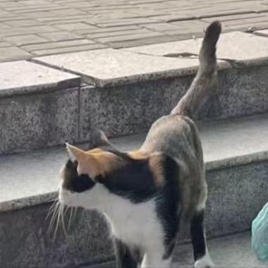 水鱼