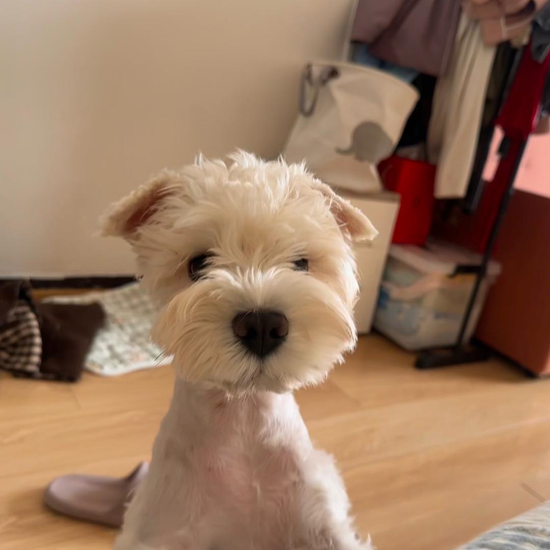 长长狗狗