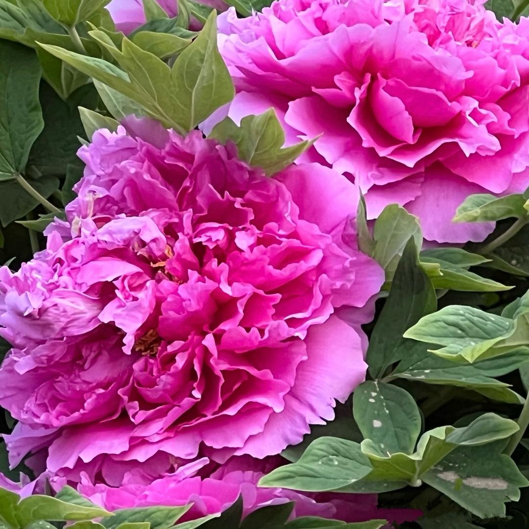 菏泽曹州精品牡丹芍药