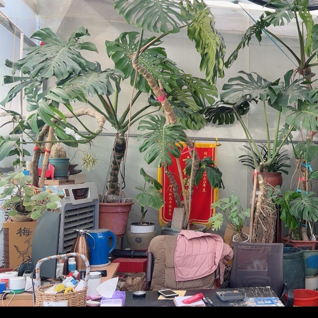 琦花韵