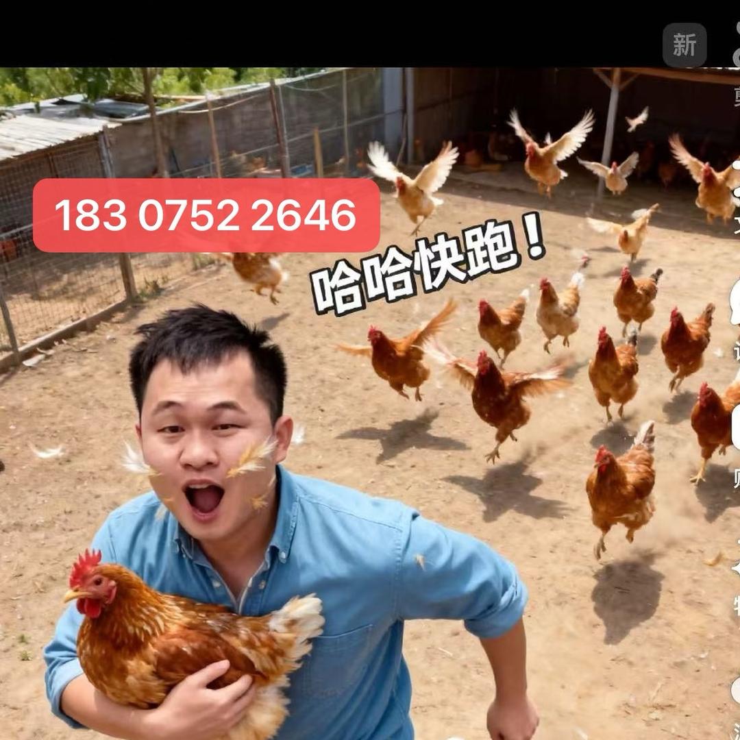 三栋麻鸡三黄鸡批发之零售