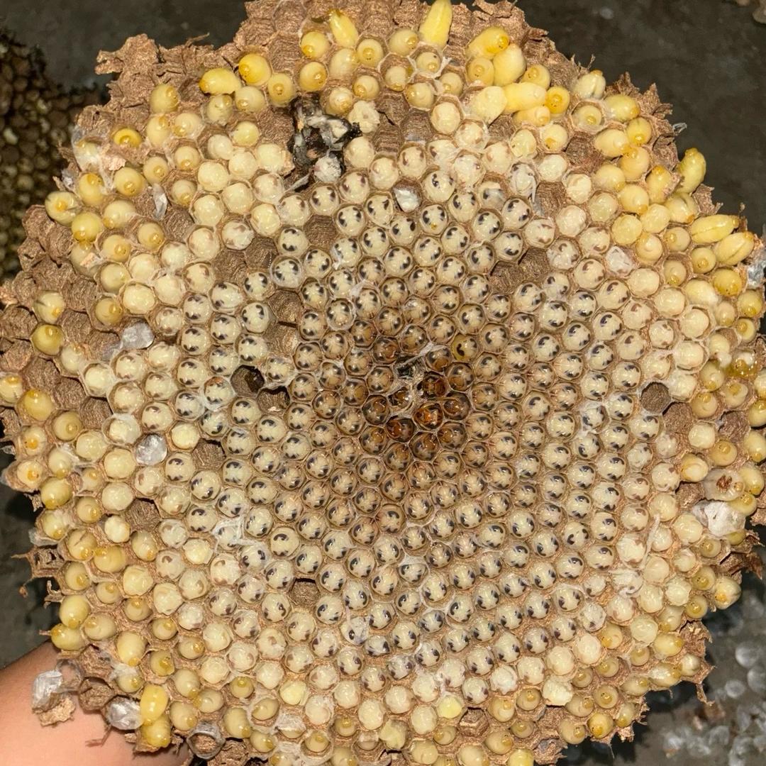小郭蜂蛹金蝉