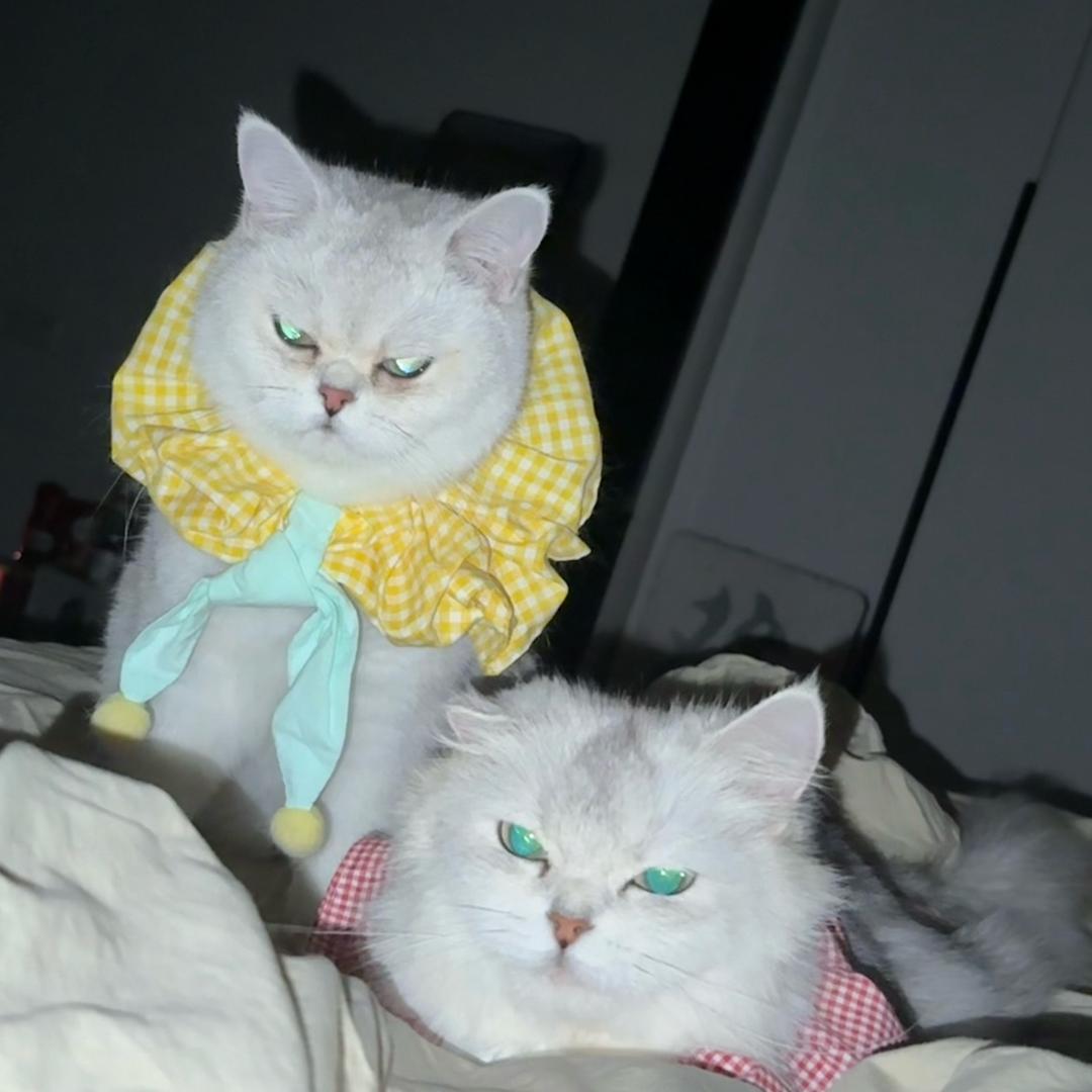 ᓚᘏᗢ